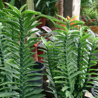 Green Pedilanthus Planting Seeds for Garden NON GMO Seeds