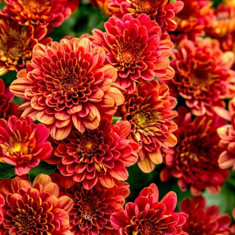 Heirloom Non-GMO Chrysanthemum Flower Seeds for Planting – Perennial Garden Blooms