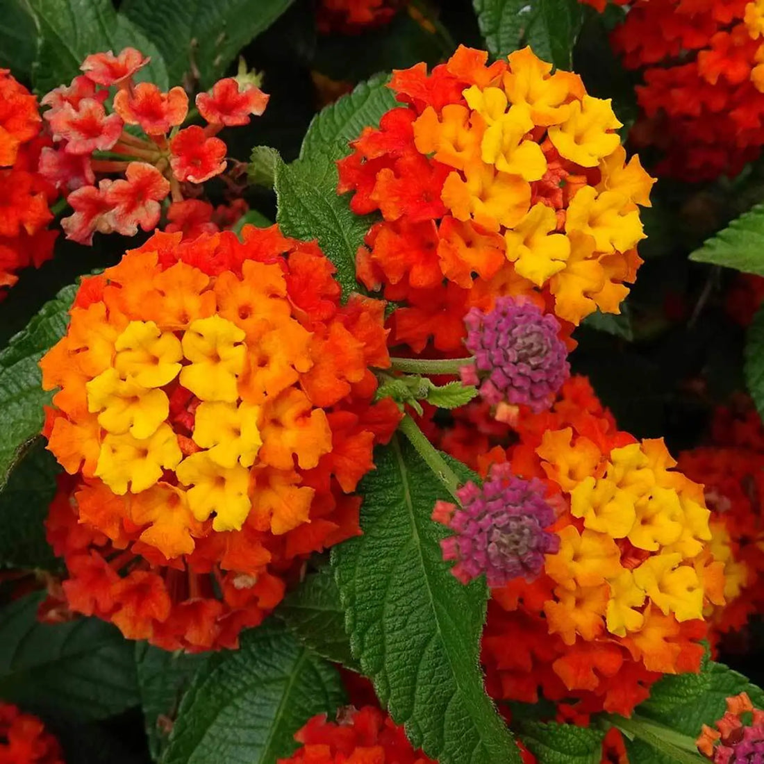 Colorful lantana flowers growing in a sunny garden border
