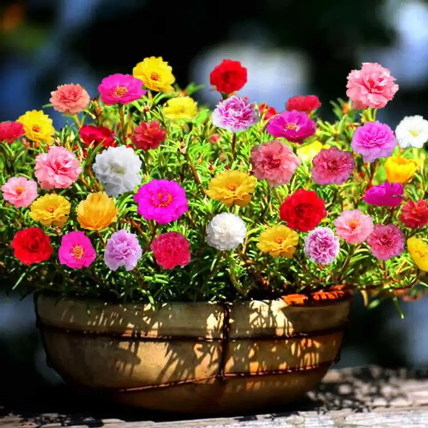 Mixed Portulaca Flower Seeds for Planting, 100 pcs