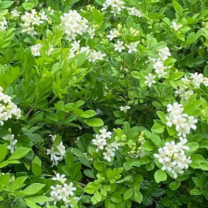 Green Murraya Plant Seeds for Planting - heirloom & Non GMO Seeds
