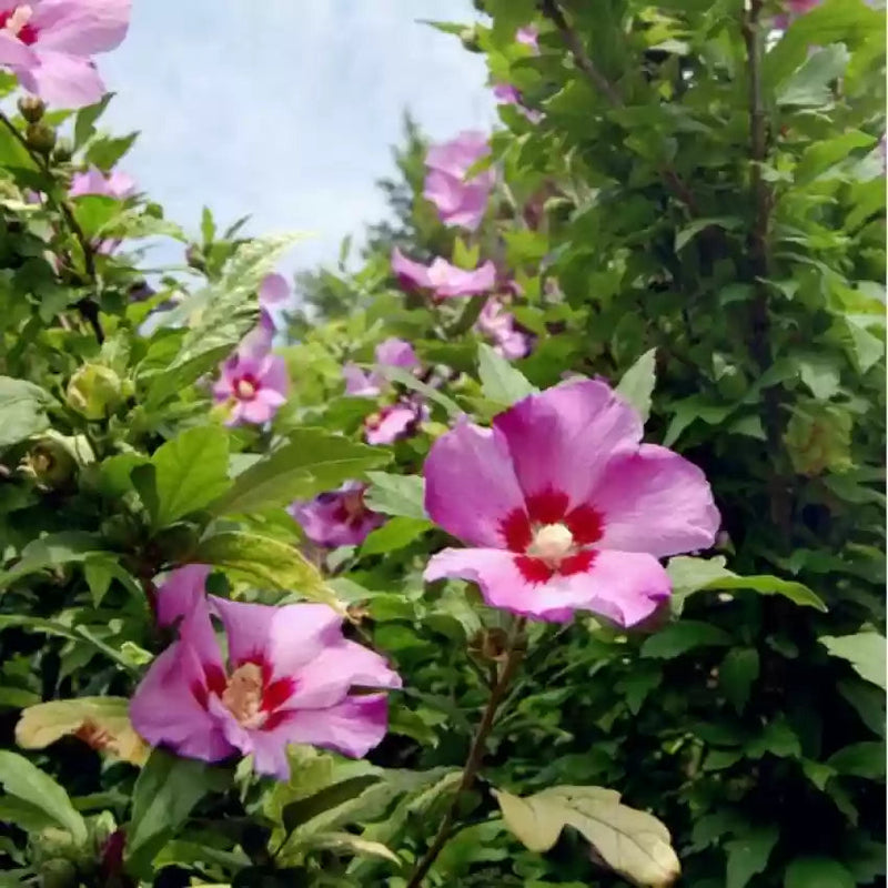 Rose of Sharon Hibiscus Seeds for Planting – Heirloom, Non-GMO Flower Garden Seeds - of for planting in home garden