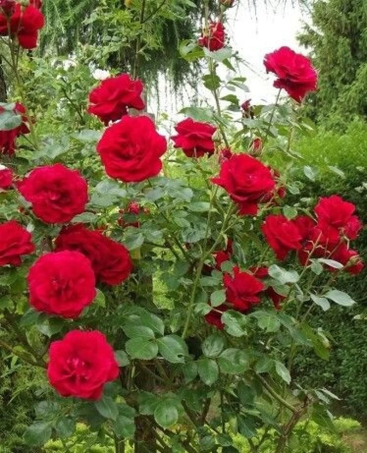 Red Pink Climbing Rose Plant Seeds for Planting Non-GMO Heirloom Garden Seeds for Home and Outdoor Growing