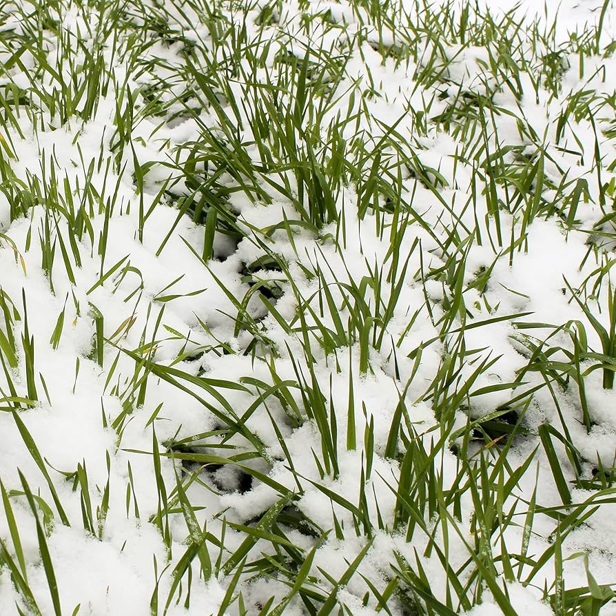 No-Till Winter Rye seeds for cover crop planting.