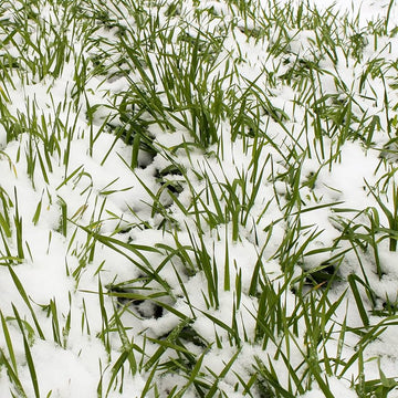 No-Till Winter Rye seeds for cover crop planting.