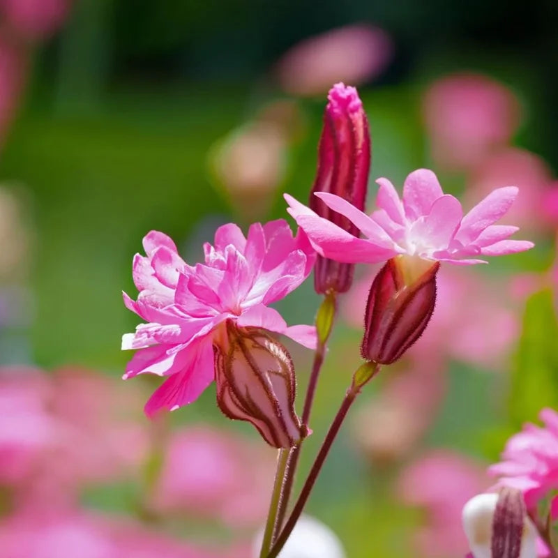 Catchfly Flower Seeds – Heirloom, Non-GMO Flower Seeds for Planting