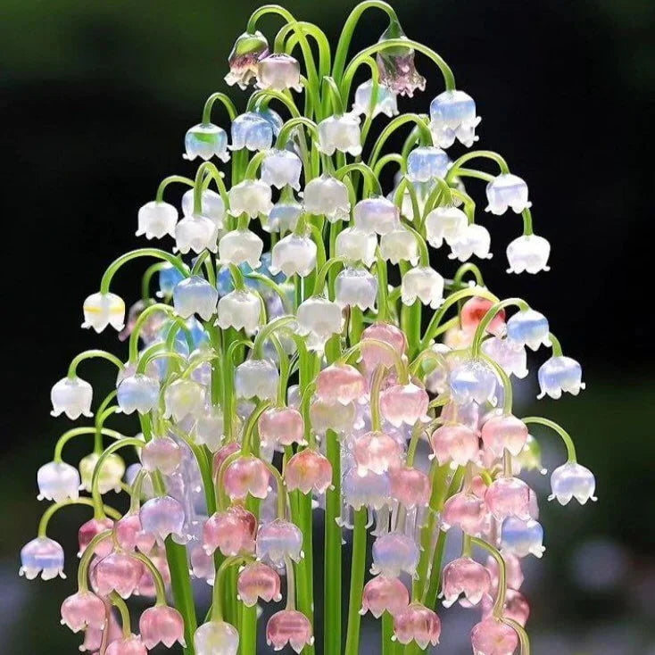 Heirloom Non-GMO Orchid Ball Flower Seeds for Planting – Decorative Blooms for Elegant Gardens