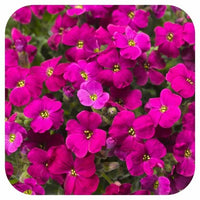 Pink Aubrieta Plant Seeds for Planting - 100 pcs seeds for planting in home garden
