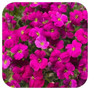 Pink Aubrieta Plant Seeds for Planting - 100 pcs seeds for planting in home garden