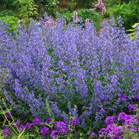 Blue Catmint Plant Seeds for Planting-Fragrant Herb Gardens and Decor ? Fresh Herb for Your Garden