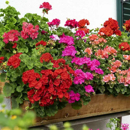 Mixed Geraniums Heirloom Non-GMO Seeds for Planting