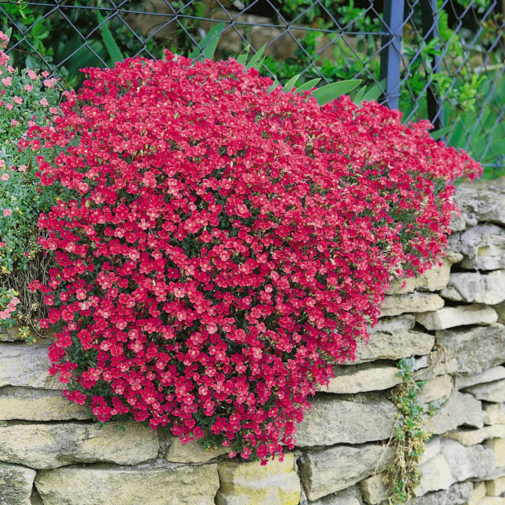 Aubrieta Berro Flower Seeds for Planting, NON GMO Seeds