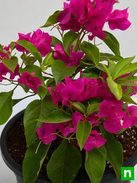 Pink Bougainvillea Plant Seeds for Planting â€“ NON GMO Seeds