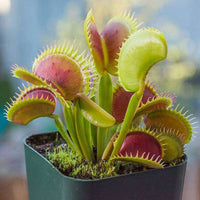Green Sundew Plant Seeds for Planting heirloom & Non-GMO Seeds for planting in home garden