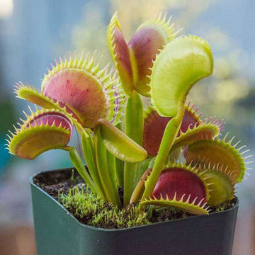 Green Sundew Plant Seeds for Planting heirloom & Non-GMO Seeds for planting in home garden