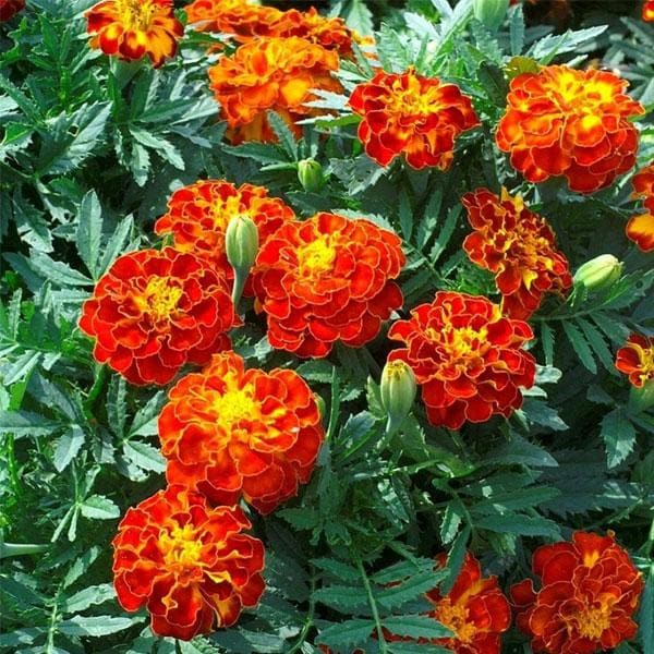 Marigolds Flower Seeds Heirloom Non GMO Planting - 100 pcs