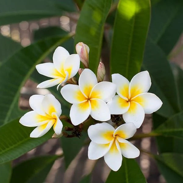 Champa Flower Seeds Heirloom Non GMO Planting - 100 pcs