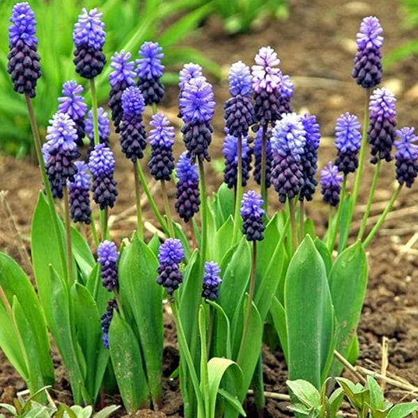 Latifolium Flower Seeds Heirloom Non GMO Planting - 100 pcs