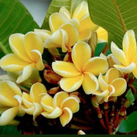 Yellow Frangipani Flower Seeds – Heirloom Non-GMO Plumeria Seeds for Tropical Gardens