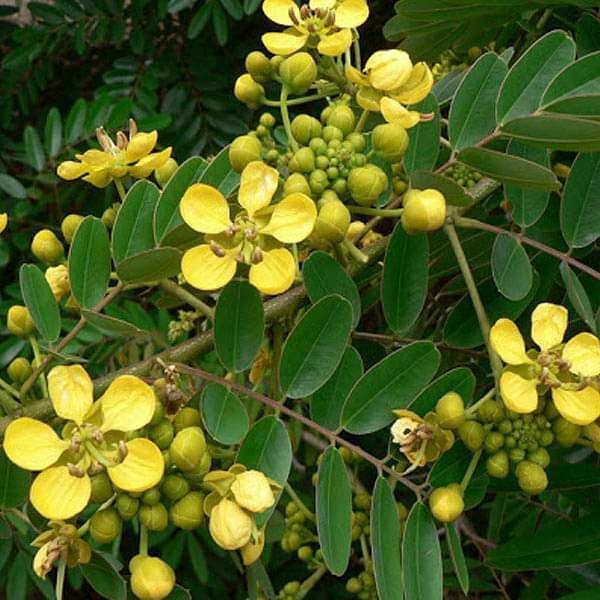 Cassia Flower Seeds for Planting, Heirloom, Non-GMO, 100 pcs