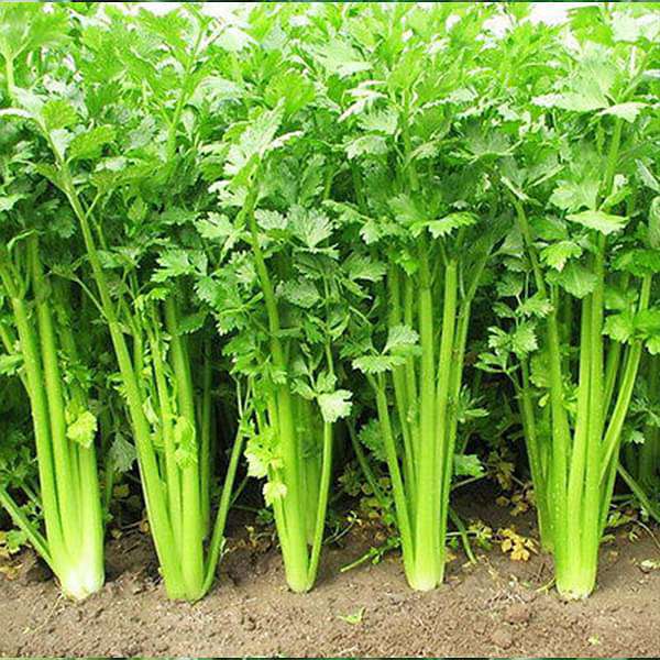 Close-up of celery leaf plants with lush green foliage.

