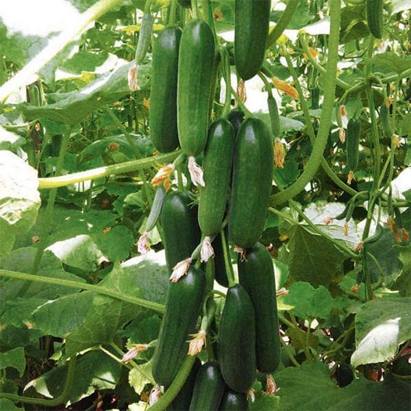 Healthy cucumber vines producing fresh green cucumbers outdoors.