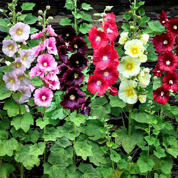 Mixed Hollyhock Flower Planting Seeds for Garden NON GMO Seeds