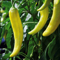Light Yellow Chili Seeds for Planting - 100 Pcs pcs