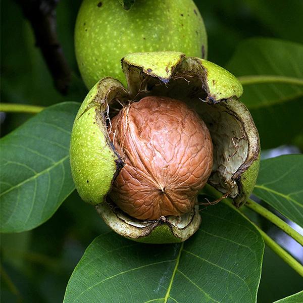 Juglans Regia walnut tree seeds ready for planting
v