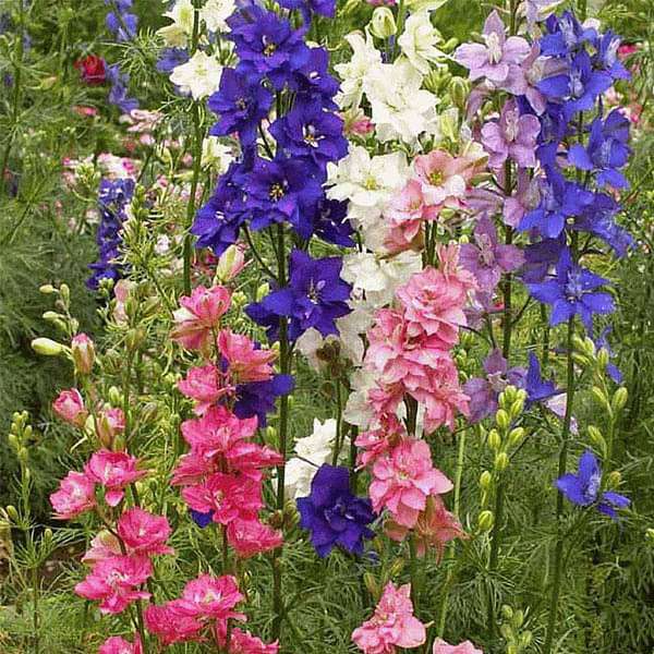 Larkspur Flower Seeds for Planting, NON GMO Seeds