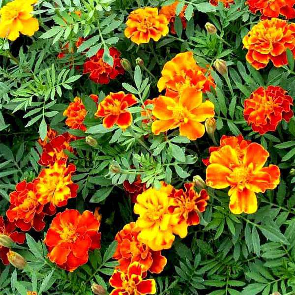 Marigolds Flower Seeds Heirloom Non GMO Planting - 100 pcs