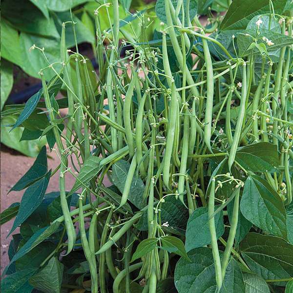 Runner Bean Pole Vegetable Seeds