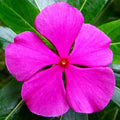 Fragrant Vinca Flower Seeds – Heirloom, Non-GMO Flower Seeds for Planting