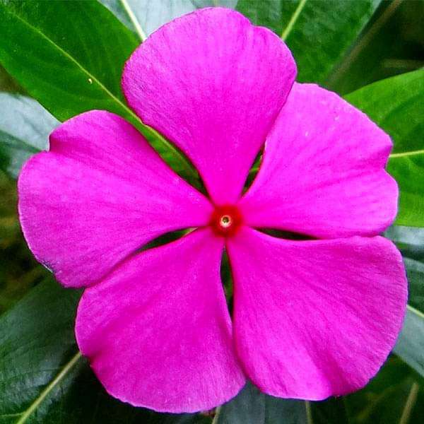 Fragrant Vinca Flower Seeds – Heirloom, Non-GMO Flower Seeds for Planting
