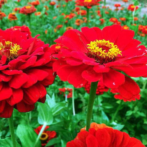 Red Flower Pot Plant Seeds for Planting â€“ NON GMO Seeds