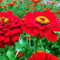 Red Flower Pot Plant Seeds for Planting â€“ NON GMO Seeds