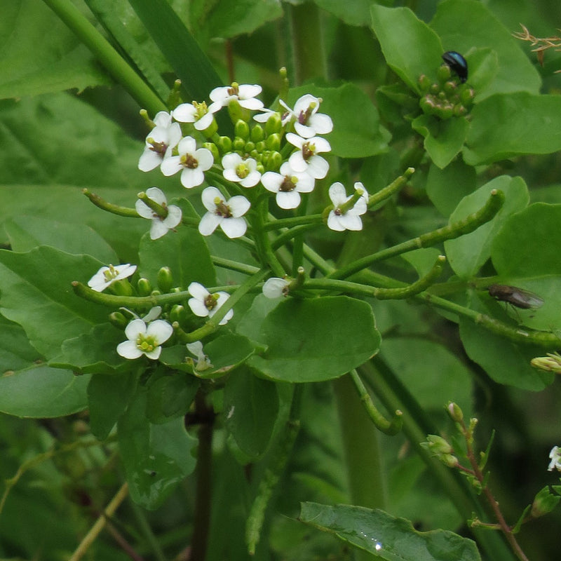 Watercress Plant Seeds for Planting, Heirloom, Non-GMO, 100 pcs