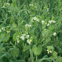 Oat and Peas Cover Crop Mix seeds for outdoor garden planting.