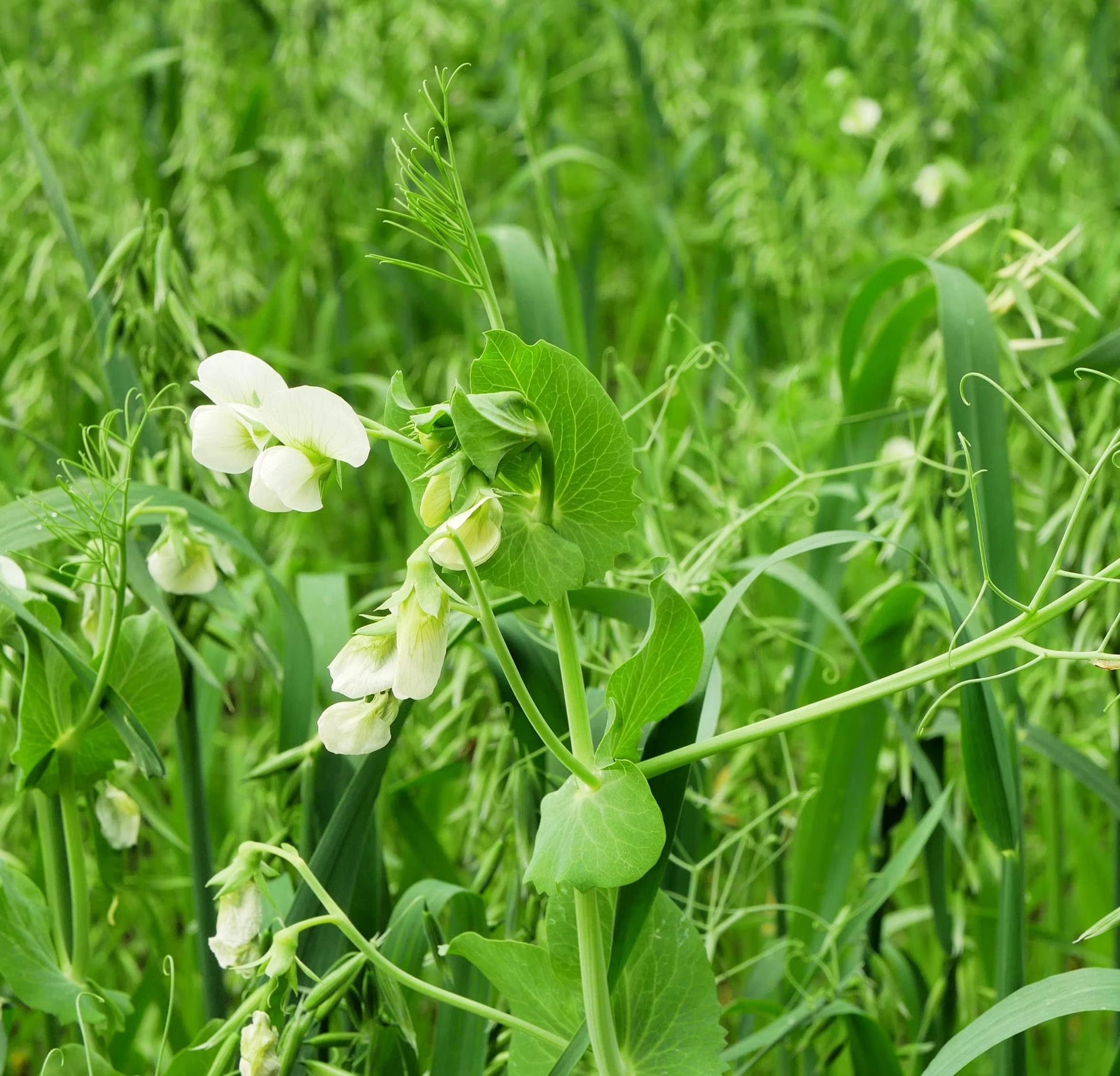 Healthy oat and pea cover crop growing in a raised garden bed.