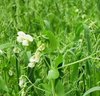 Healthy oat and pea cover crop growing in a raised garden bed.