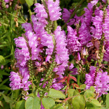 Pink Physostegia Flower Seeds for Planting 100 pcs seeds for planting in home garden