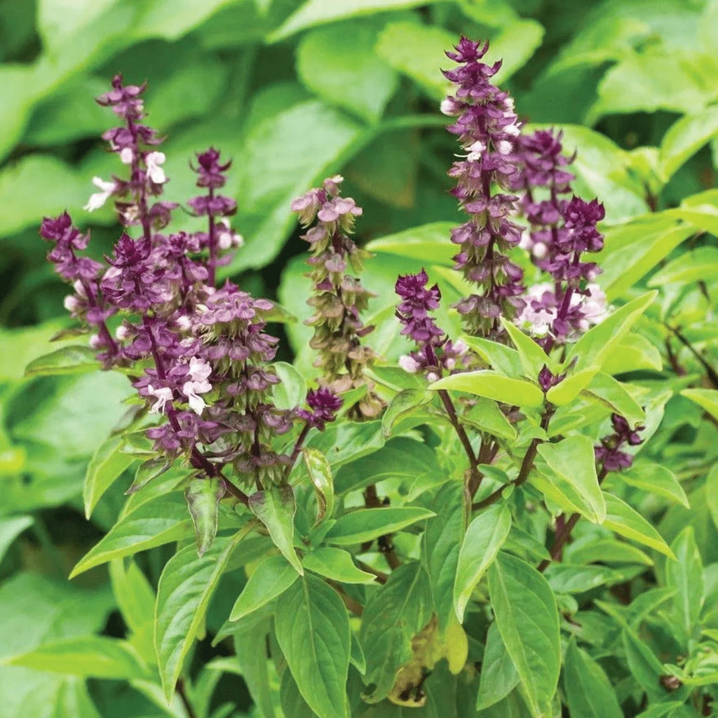 African Blue Basil seeds for growing aromatic herbs in patio and garden spaces.
