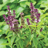 African Blue Basil seeds for growing aromatic herbs in patio and garden spaces.