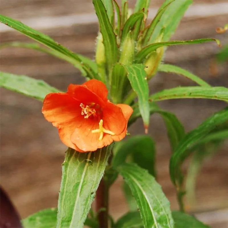 Heirloom (Heirloom scientific name) for planting in garden