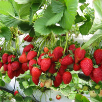 Ogallala Strawberry plants growing in a raised garden bed.