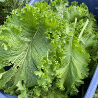 Old Fashioned mustard greens growing with lush green leaves