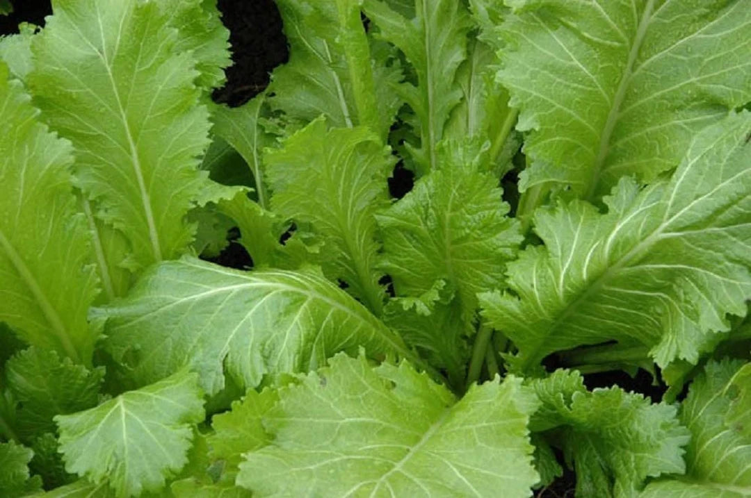 Old Fashioned Mustard Green Plant with Fresh Green Leaves
