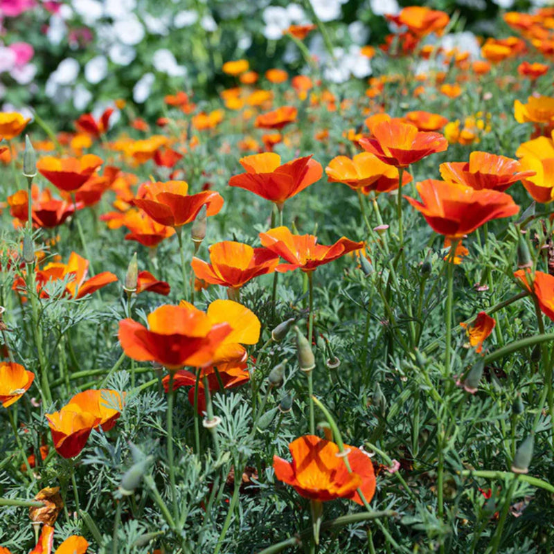 Orange Creeping Thyme seeds for planting in rock gardens and garden borders.