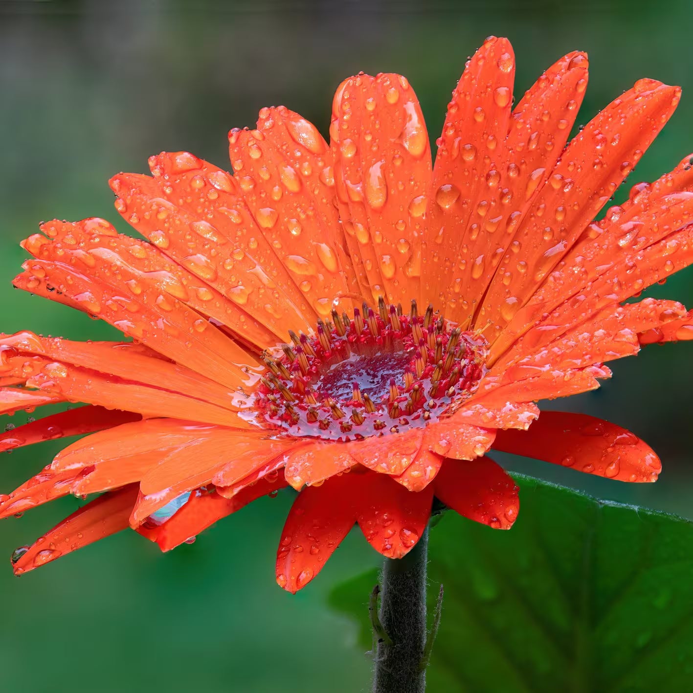 Gerbera Flower Seeds – Heirloom, Non-GMO, Bright Daisy-Like Blooms for Garden Planting