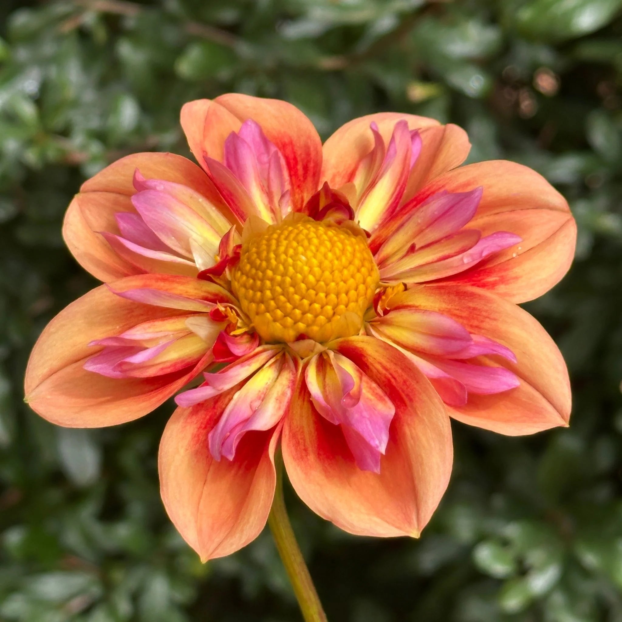 Dahlia 'Orange Hype' Collarette Flower Seeds for Planting – Heirloom and Non-GMO Garden Seeds